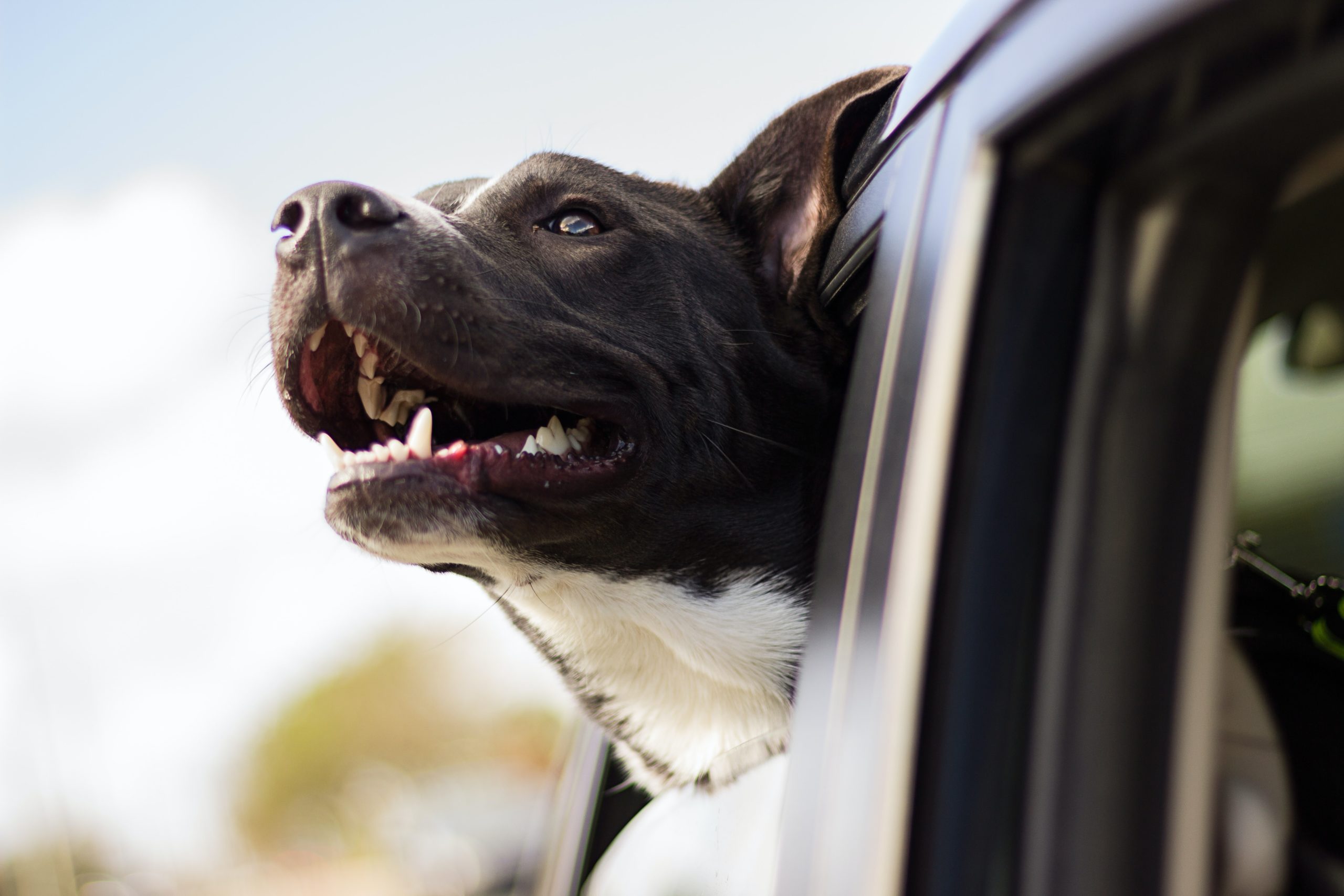These Dogs Found The Best Solution For Being Left Behind In The Car
