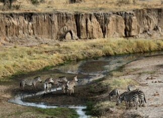 Discover Africa’s Natural Beauty in Tanzania’s Tarangire National Park Tarangire National Park, Tanzania
