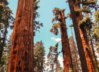 Embrace Nature’s Giants at Sequoia National Park Sequoia National Park, California, United States
