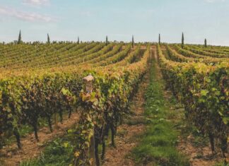 3 Best Places to Do a Wine Tour Bordeaux, France