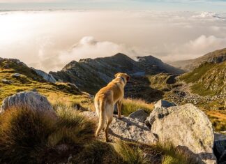 4 Tips to Remember When Traveling With Your Pet Dog walking in nature