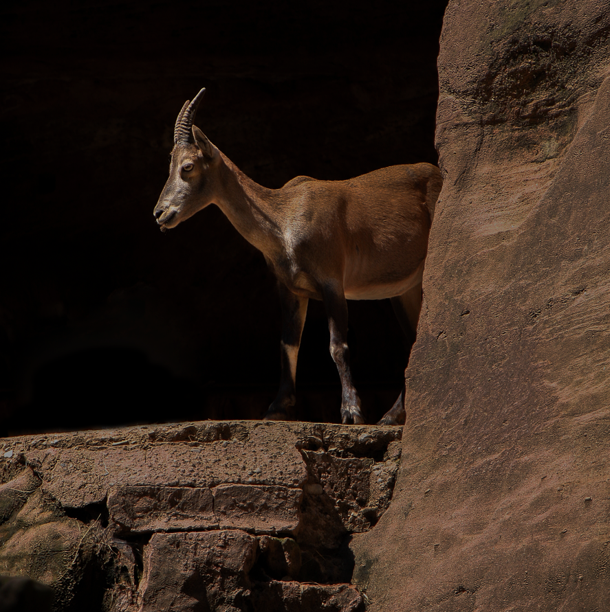 Goat emerging from a cave