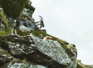 3 Places to Hike on UK’s South West Coast Path Valley of Rocks, South West Coast Path, Lynton, UK