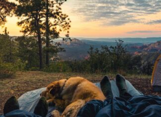 Important Things to Consider Before Planning a Van Trip With Your Dog Enjoying sunrise while car camping over a cliff in Sedona, Arizona with girlfriend and dog.