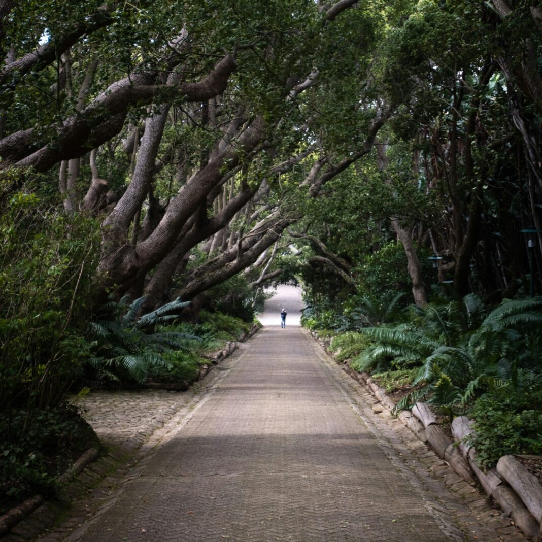 Massive Trees in Kirstenbosch National Botanical Garden, Rhodes Drive, Newlands, Cape Town, South Africa