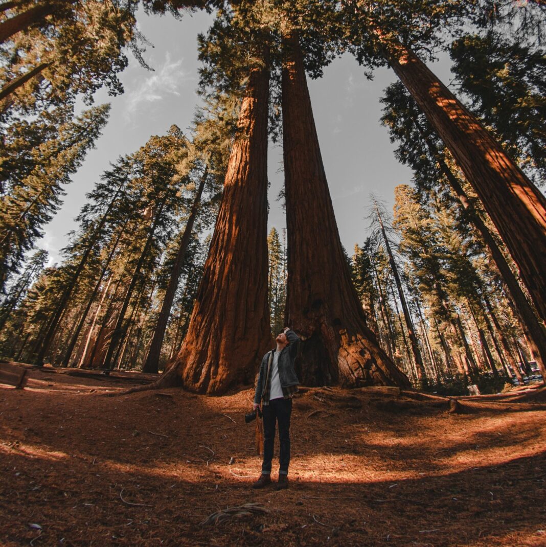 Man standing among Redwood trees in Sequoia National Park, Three Rivers, United States