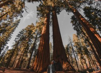 Best Time to Visit California’s Redwood National Park Man standing among Redwood trees in Sequoia National Park, Three Rivers, United States