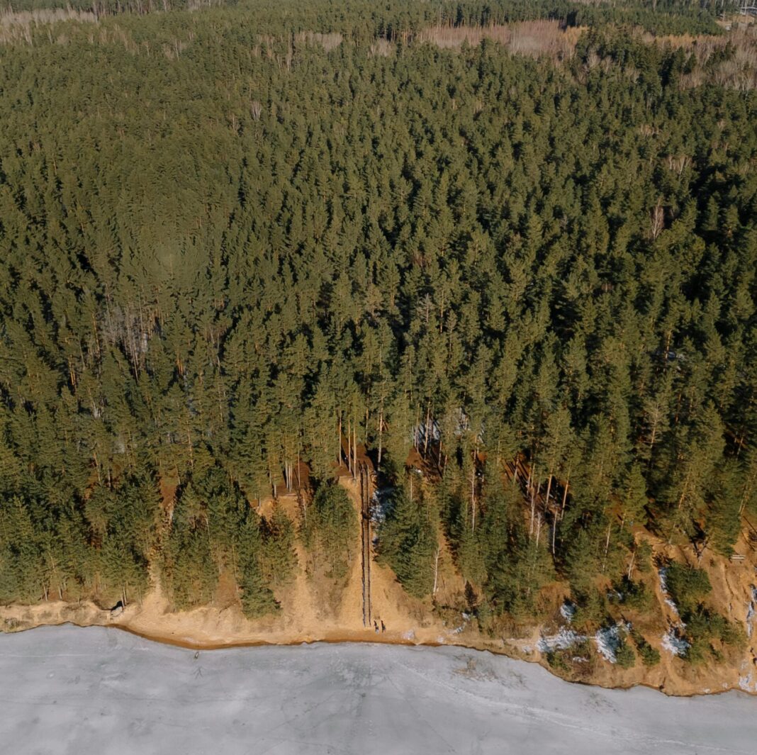 Frozen Lake and Conifer Woods
