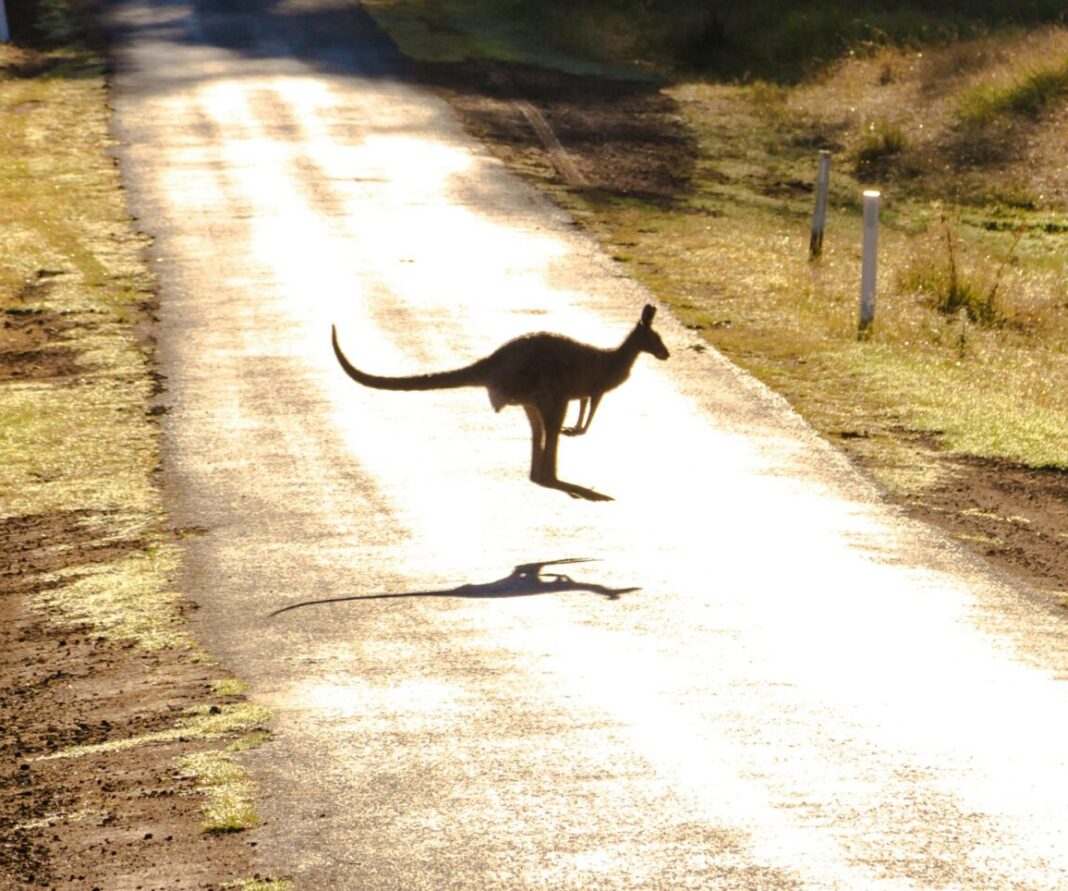 Photo of a Kangaroo on Road in Australia