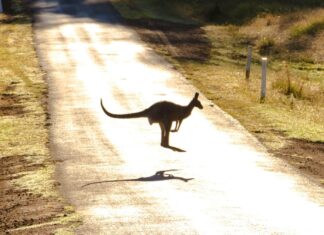 3 Animals You Can Only Find in Australia Photo of a Kangaroo on Road in Australia