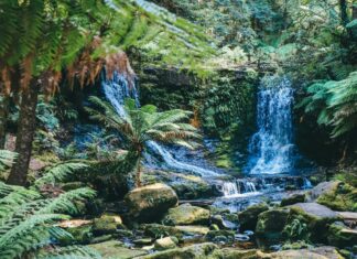 3 Awe-Inspiring Tropical Rainforests to Visit Small waterfall in a mossy forest