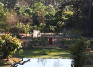 3 Botanical Gardens Every Nature Lover Should Check Out in Brazil Pond with a bridge in a wooded area