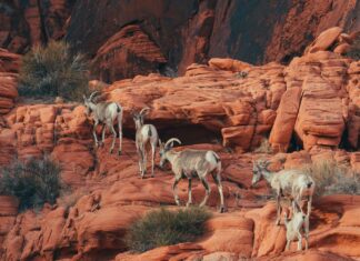 Don’t Miss These Incredible National Parks in Nevada, USA Bighorn Sheep on red rocks