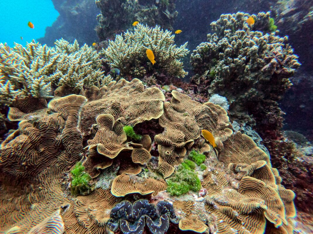 Great Barrier Reef, Queensland, Australia