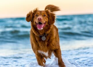 Should You Take Your Pet Abroad or Leave Them With a Dogsitter? Dog