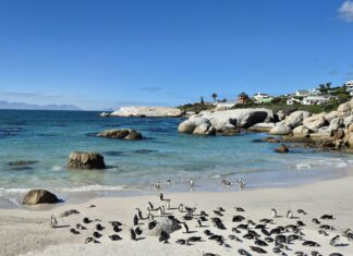 Boulders Beach is the Ultimate Day Trip Attraction to Visit from Cape Town Boulders Beach, Simon's Town, Cape Town, South Africa